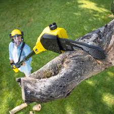 Best Commercial Tree Services  in Maple Glen, PA